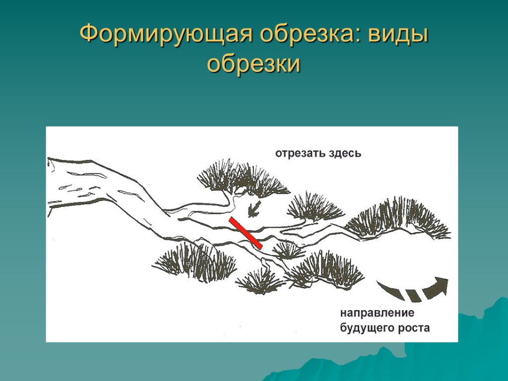 Формирующая обрезка: виды обрезки